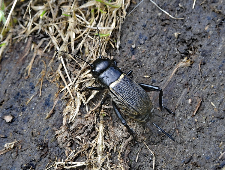 Gryllus campestris